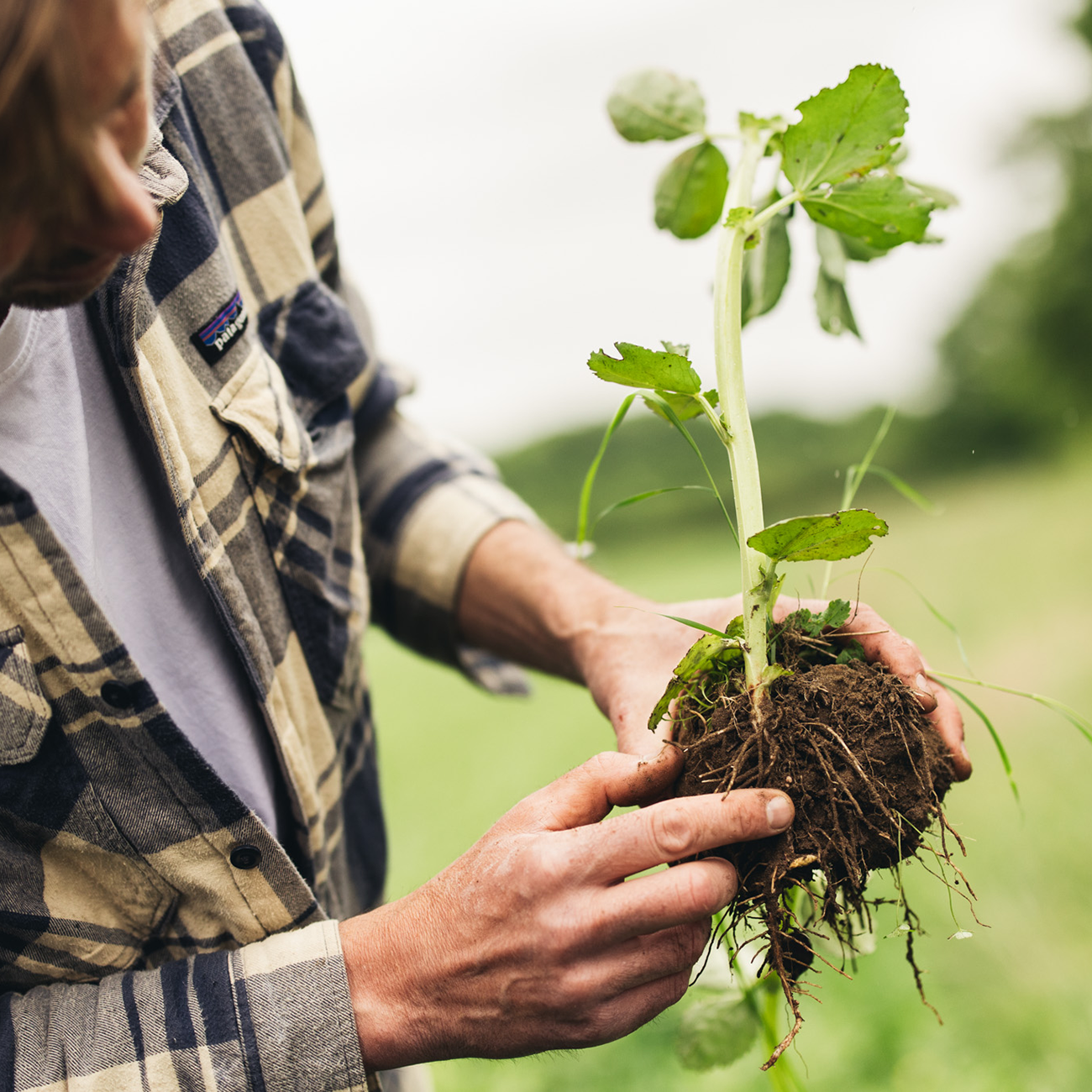 Good bread starts in the soil